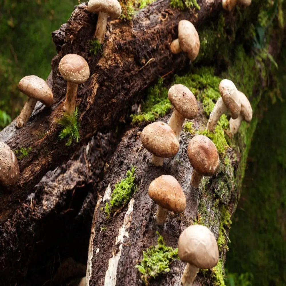 Australian Shiitake Mushroom.  Mycotopia