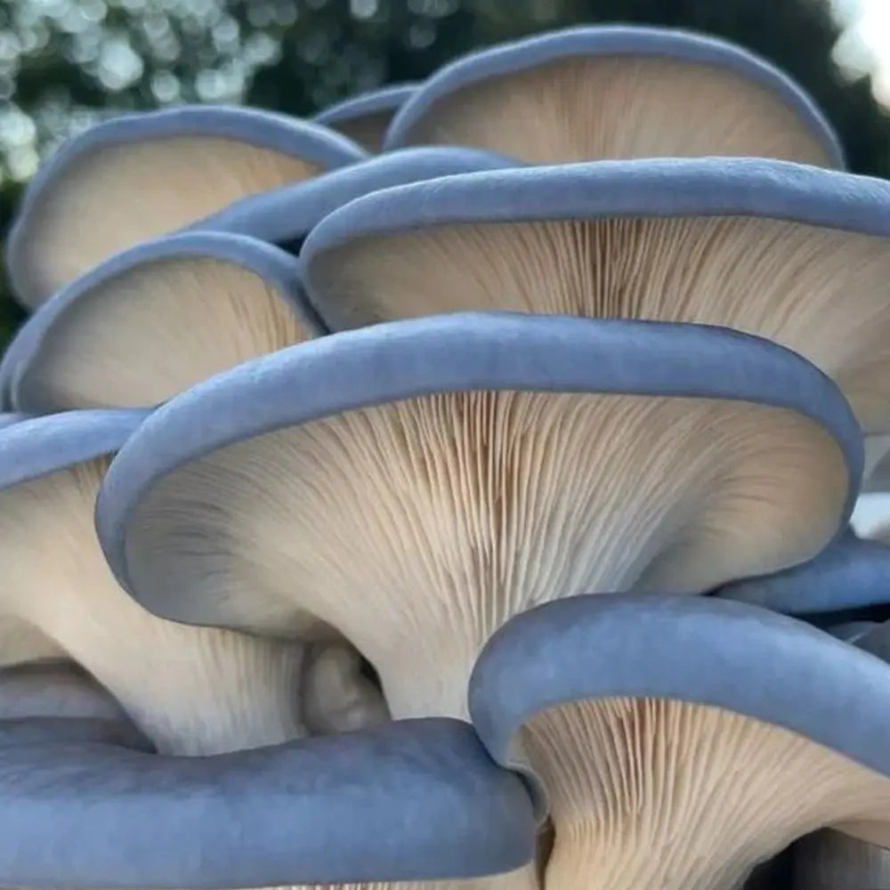 Sky Blue Oyster Mushroom  Mycotopia