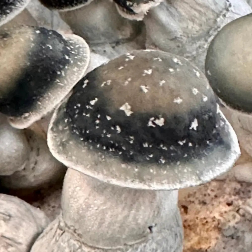 Starry Night APE Mushroom.  Mycotopia