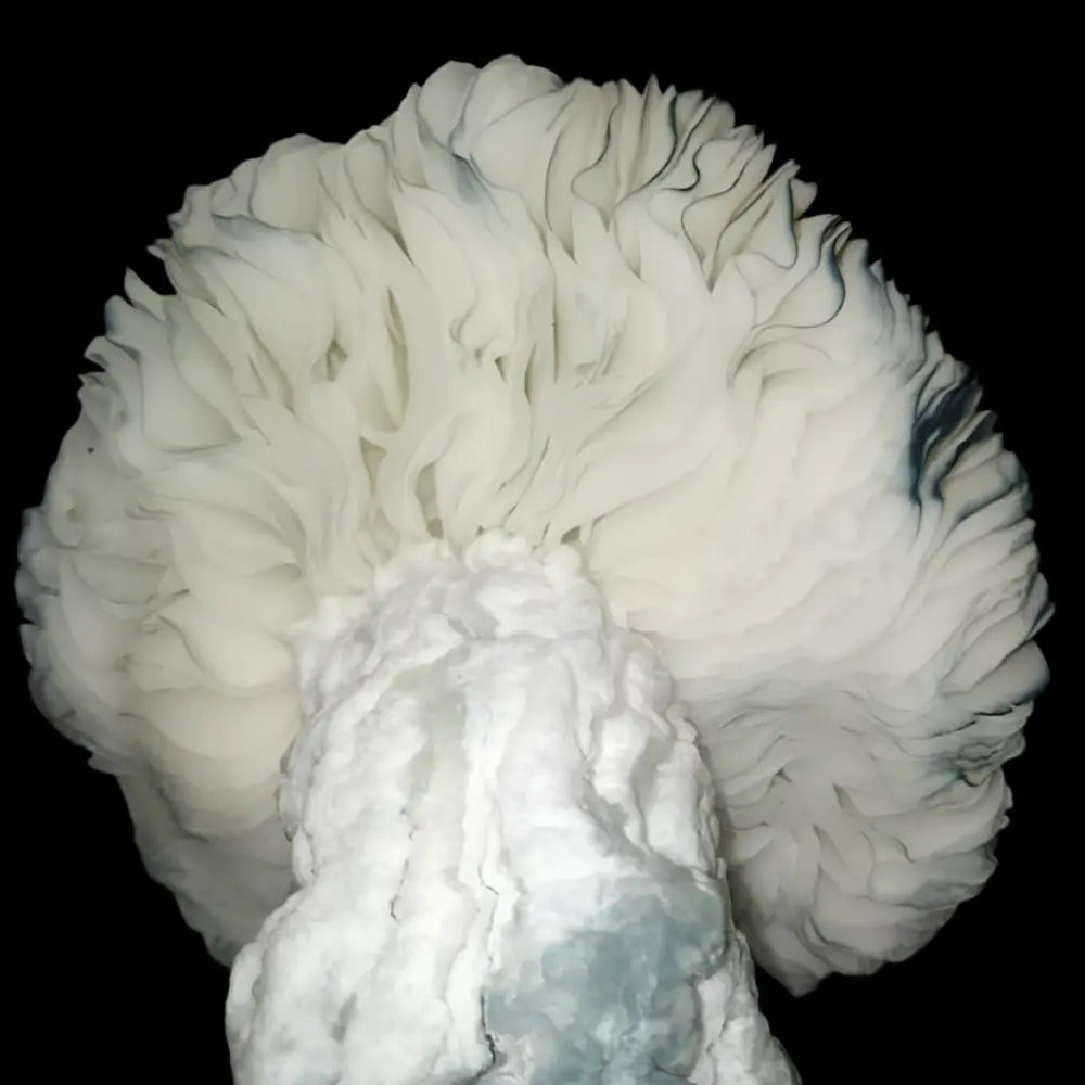 True Albino Melmak Silver Surfer Mushroom.  Mycotopia