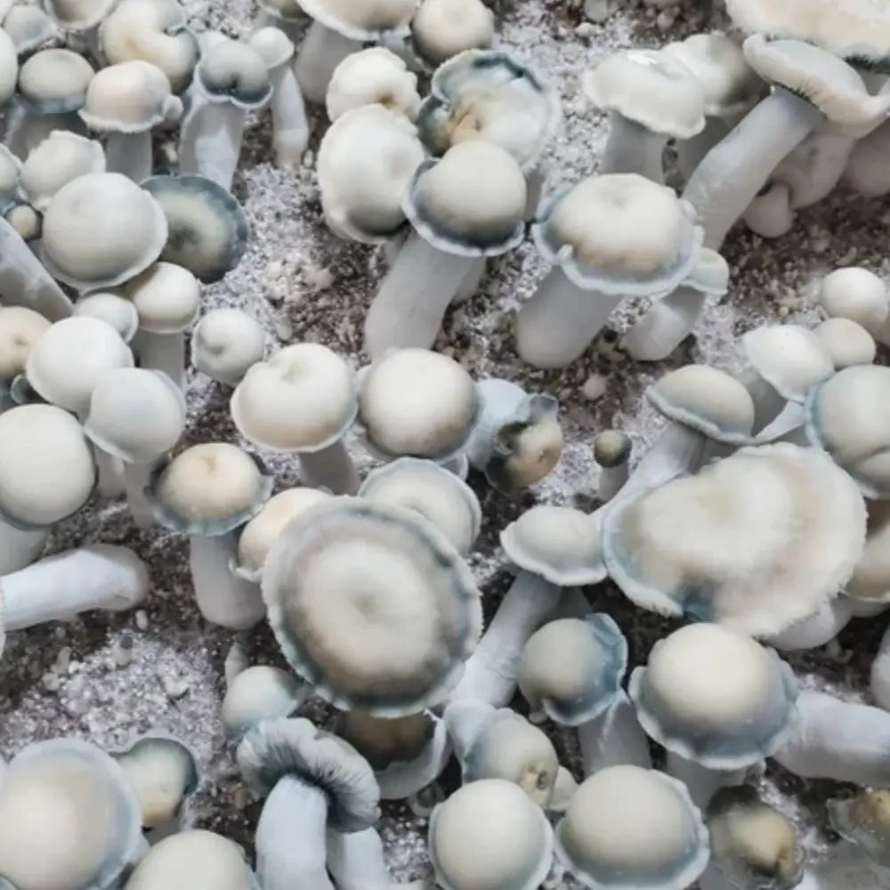 TAT Black Cap Mushroom.  Mycotopia