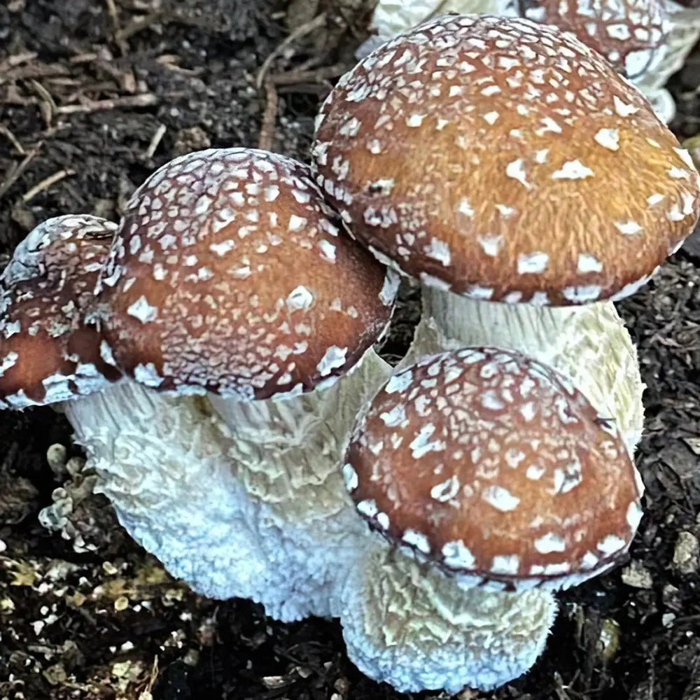 Taman Negara Mushroom.  Mycotopia