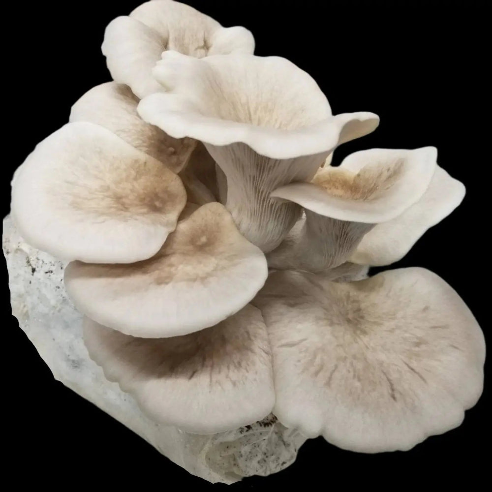 Tarragon Oyster Mushroom.  Mycotopia