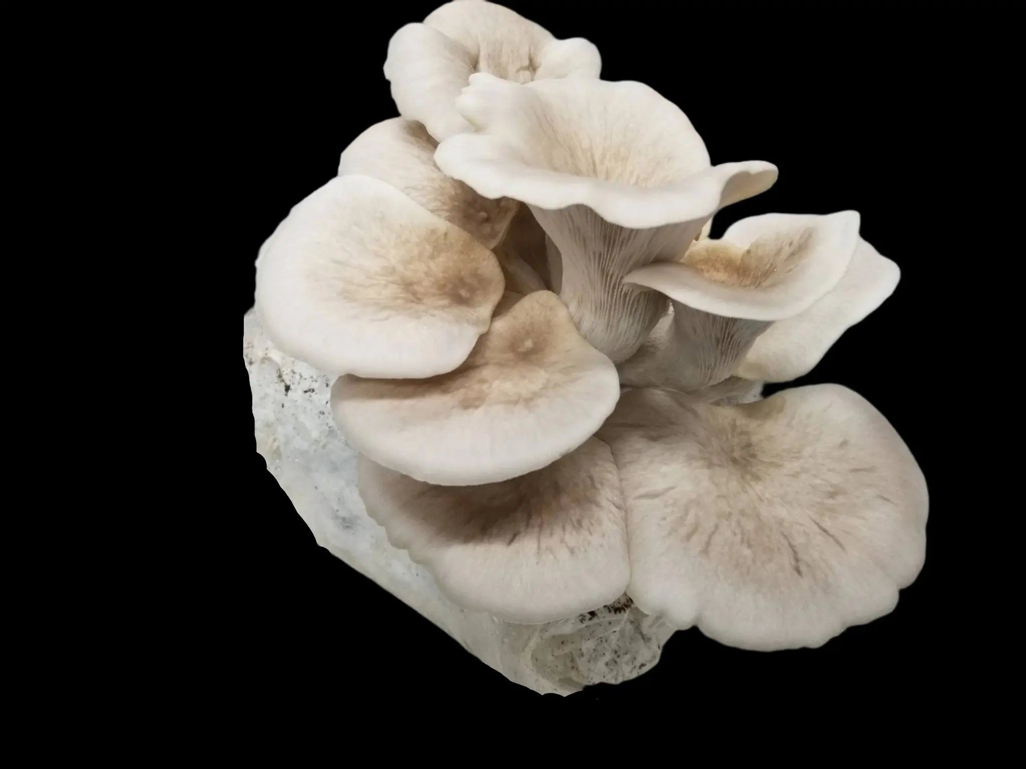 Tarragon Oyster Mushroom.  Mycotopia