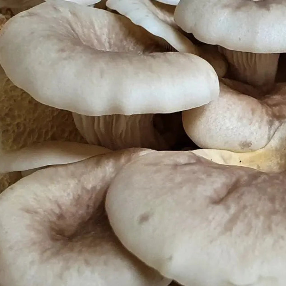 Tarragon Oyster Mushroom.  Mycotopia