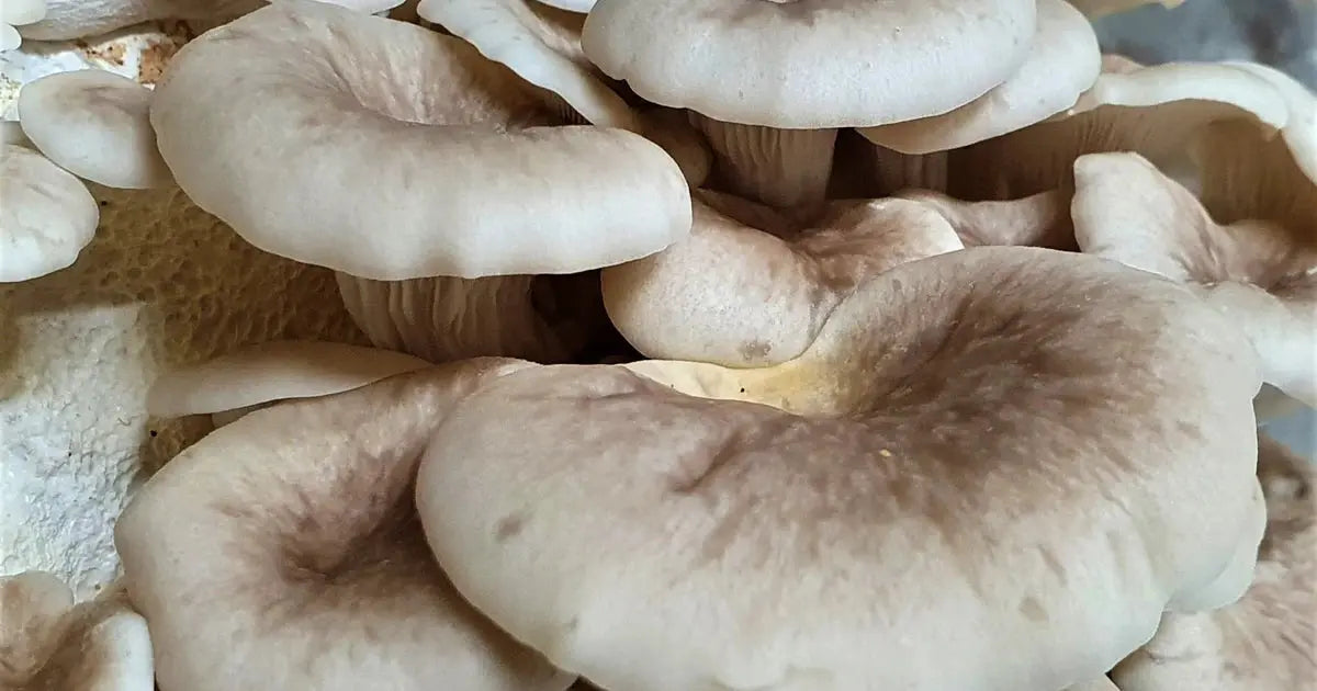 Tarragon Oyster Mushroom.  Mycotopia