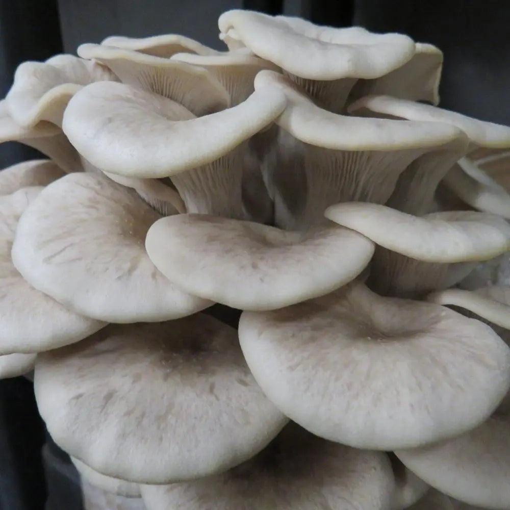 Tarragon Oyster Mushroom.  Mycotopia