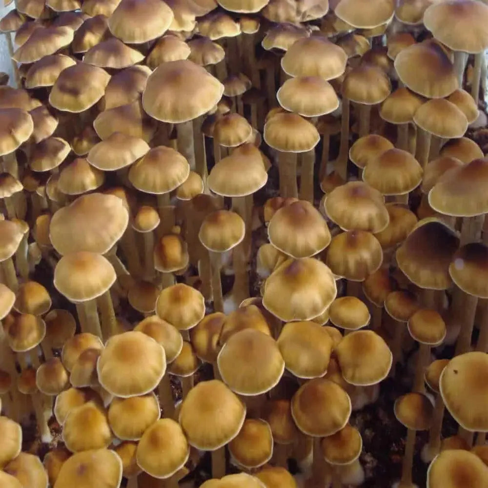 Texas Orange Cap Mushroom  Mycotopia