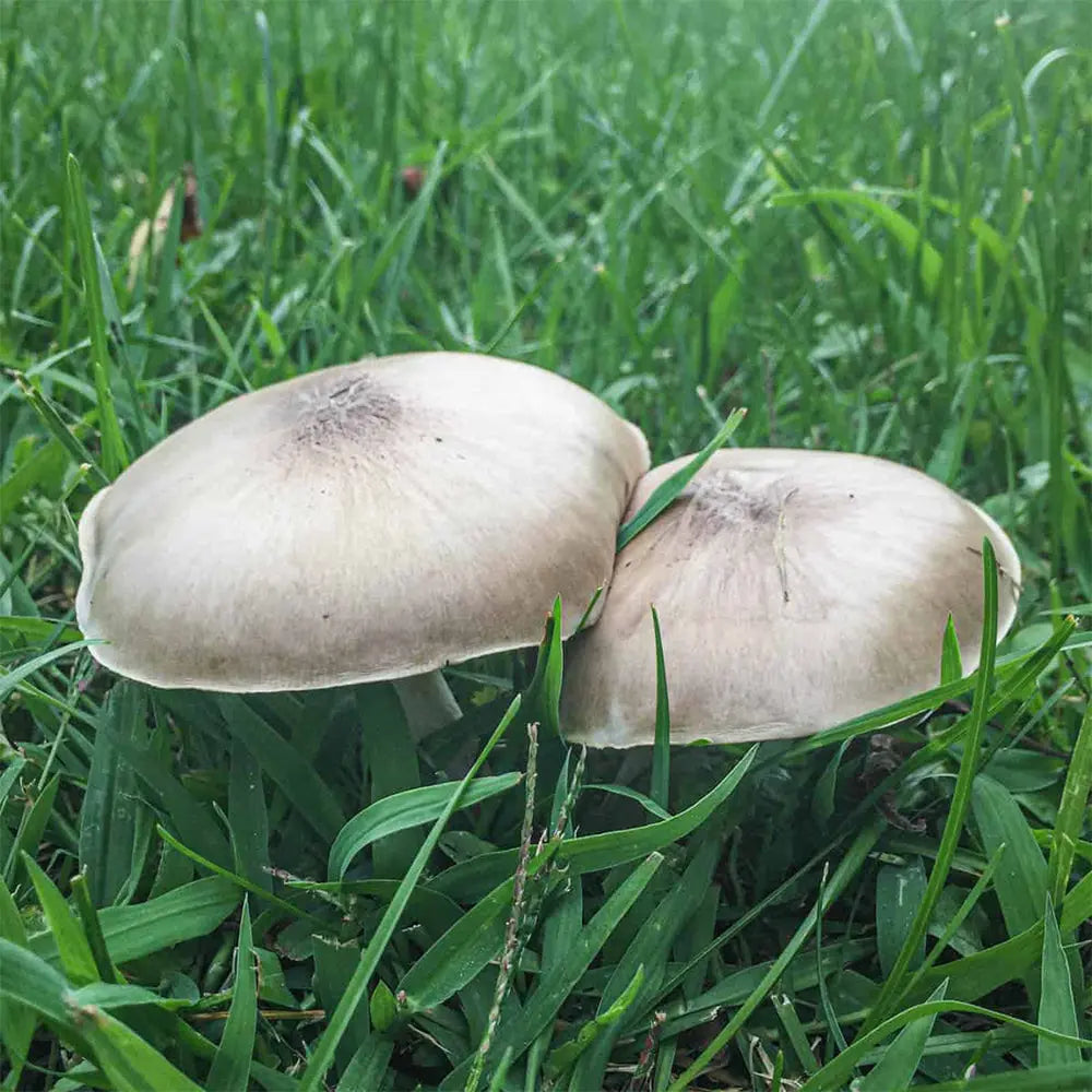 Deer Mushroom.  Mycotopia