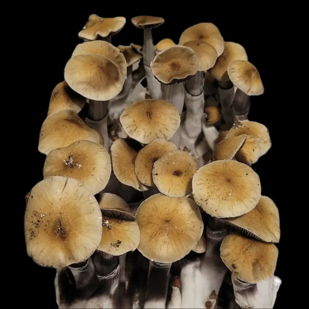 Jupiter Tidal Wave Mushroom  Mycotopia