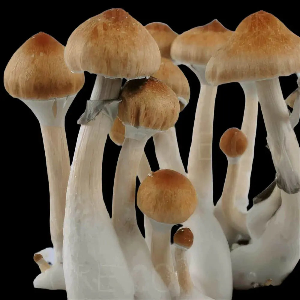 Leucistic Treasure Coast Revert Mushroom  Mycotopia