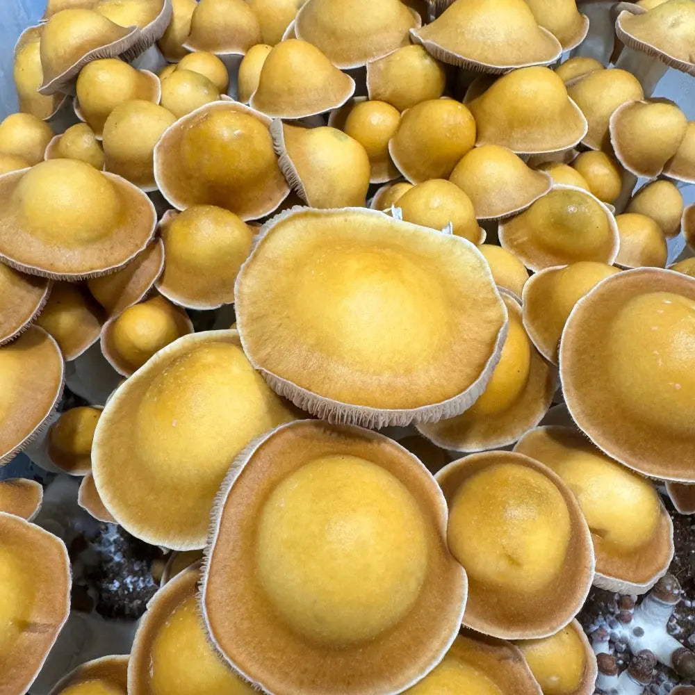 UFO Mushroom.  Mycotopia