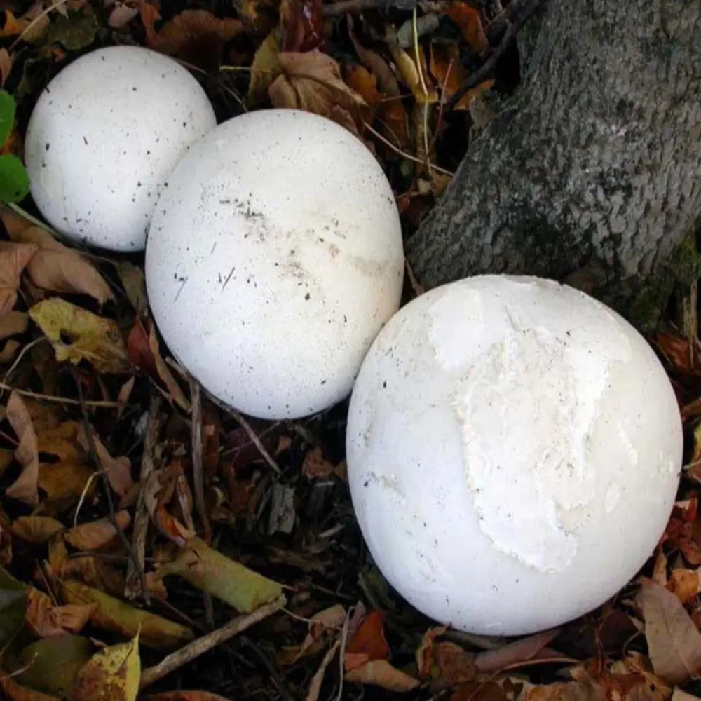 Giant Puffball Mushroom  Mycotopia