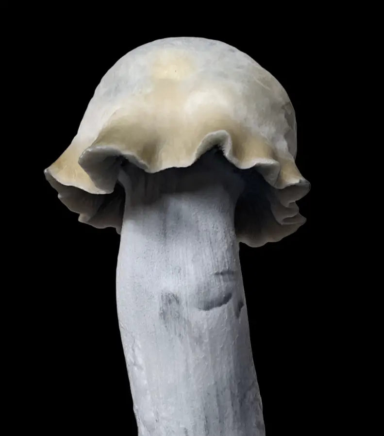 Clockwork Orange Mushroom.  Mycotopia