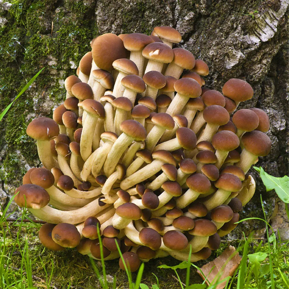 Black Poplar Mushroom  Mycotopia