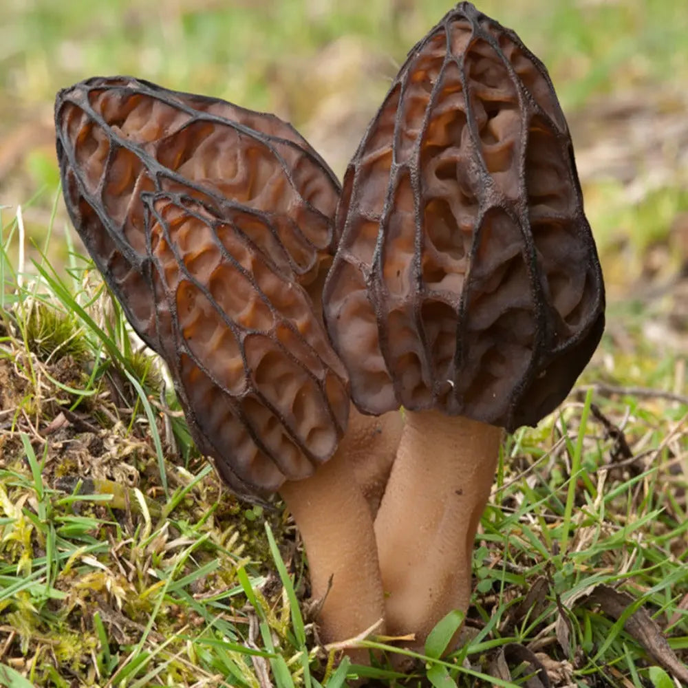 Australian Black Morel Mushroom  Mycotopia