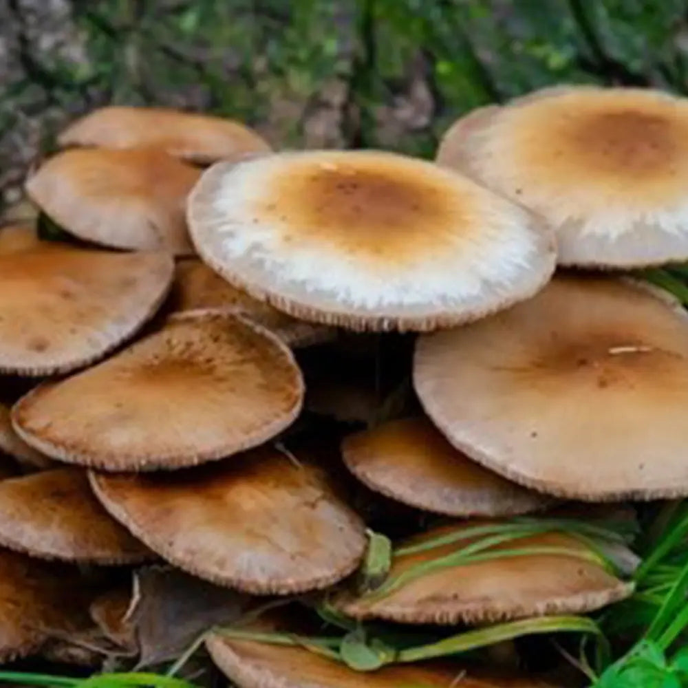 Stargazer Mushroom  Mycotopia