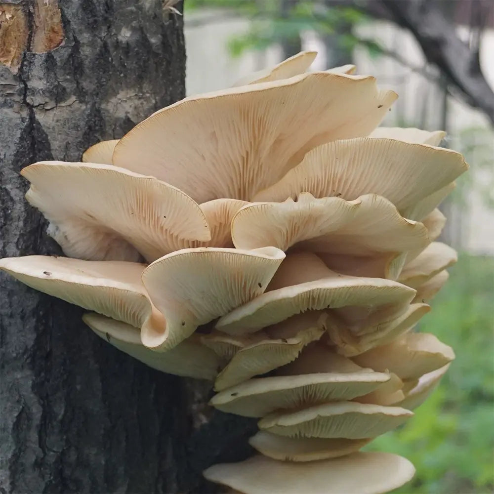 Aspen Oyster Mushroom  Mycotopia