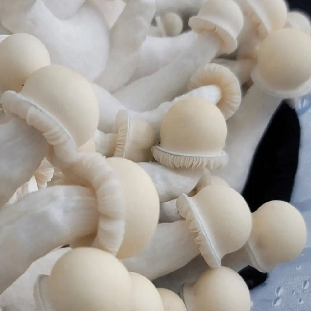 Albino Chodewave Mushroom  Mycotopia