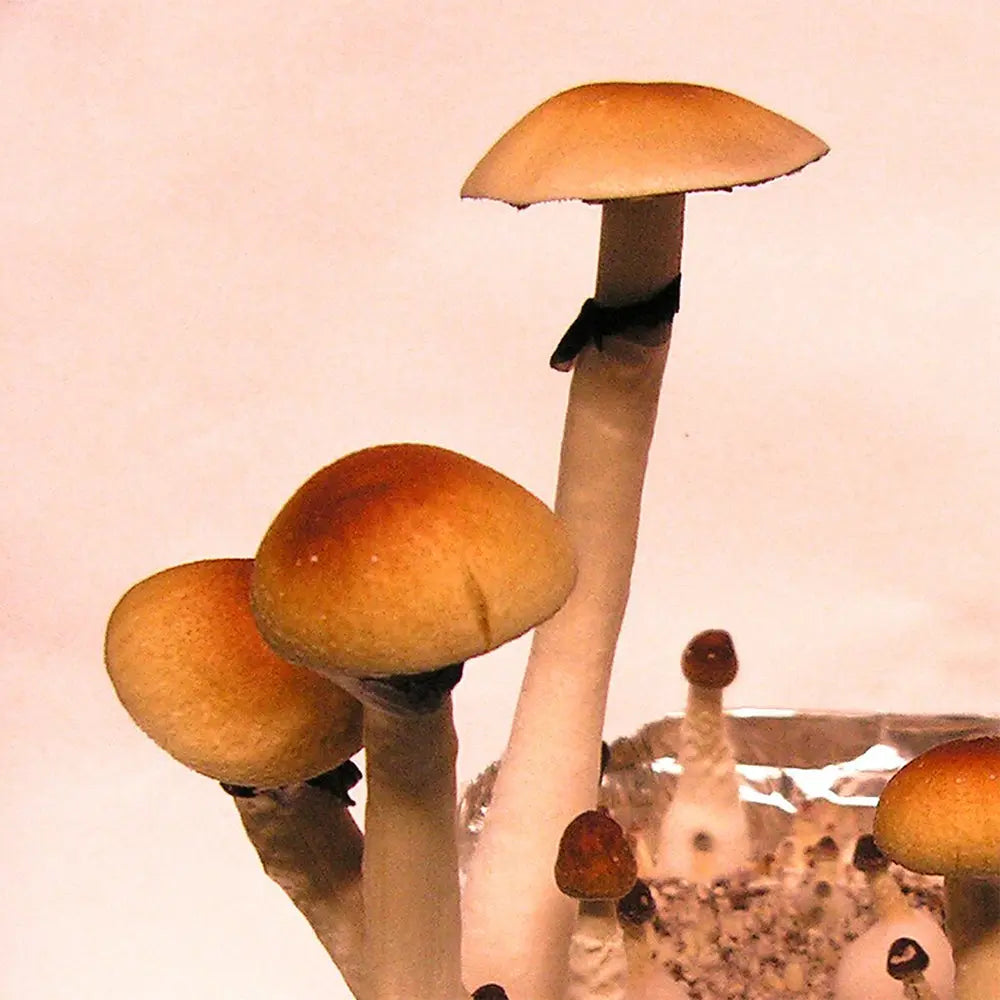 Ban Huan Thanon Mushroom  Mycotopia