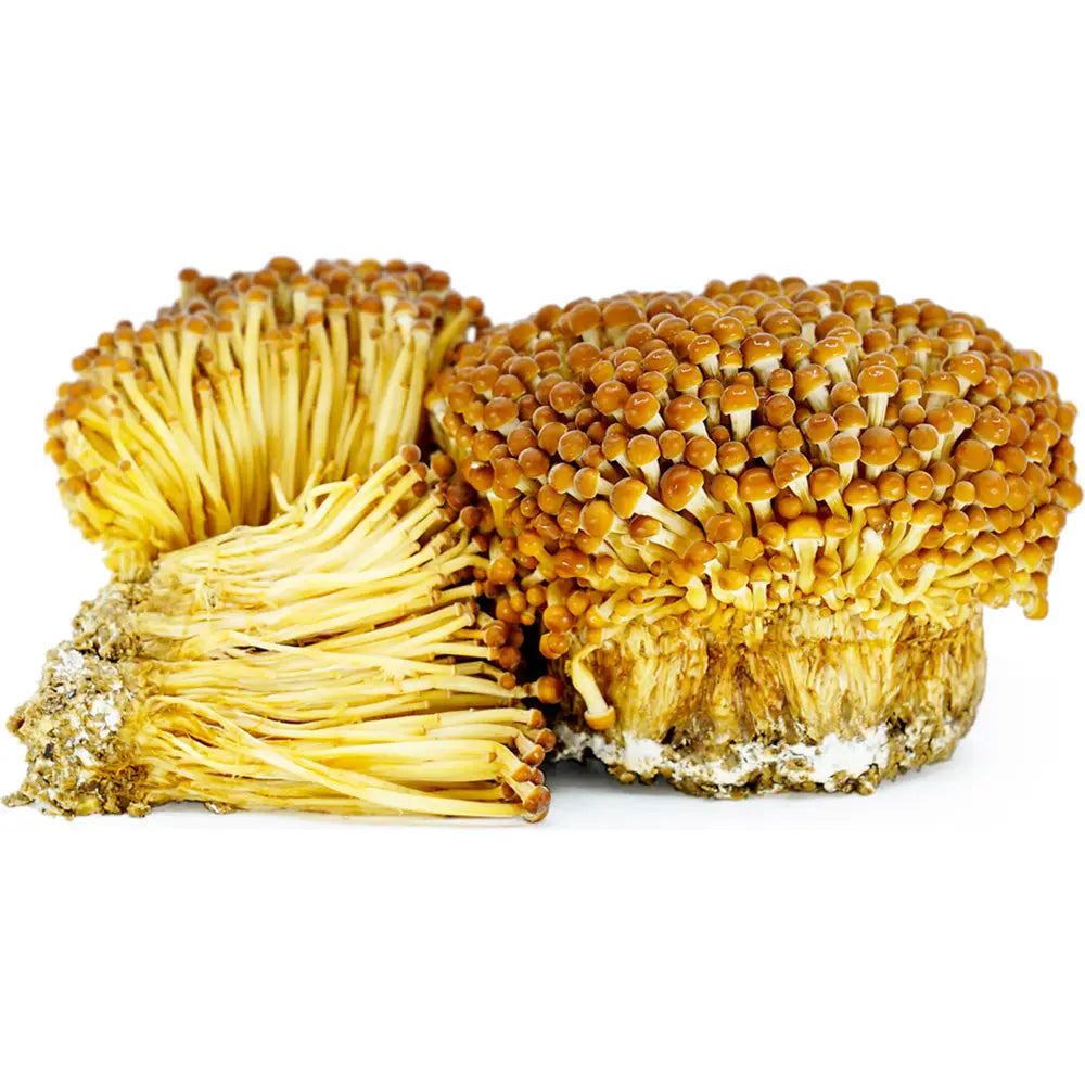 Enoki (golden) Mushroom.  Mycotopia