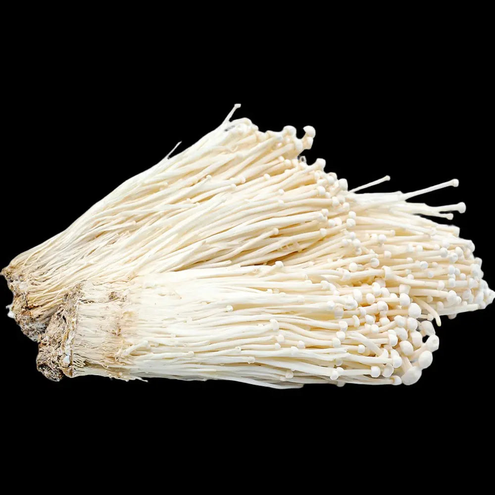 Enoki (white) Mushroom  Mycotopia