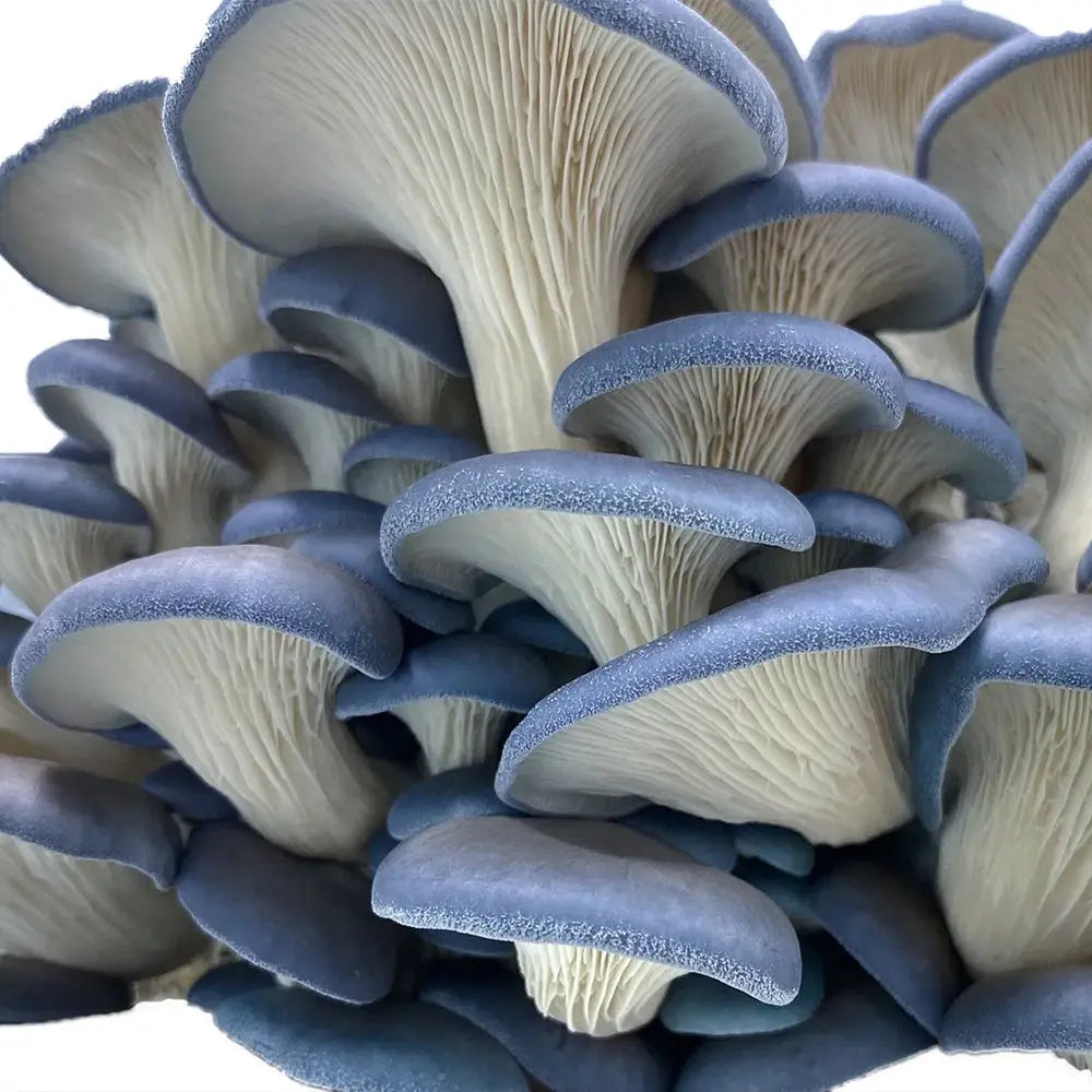 King Blue Oyster Mushroom.  Mycotopia