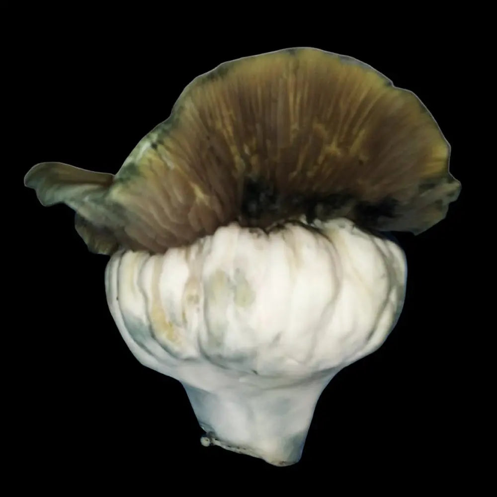 MelMak IND Mushroom.  Mycotopia