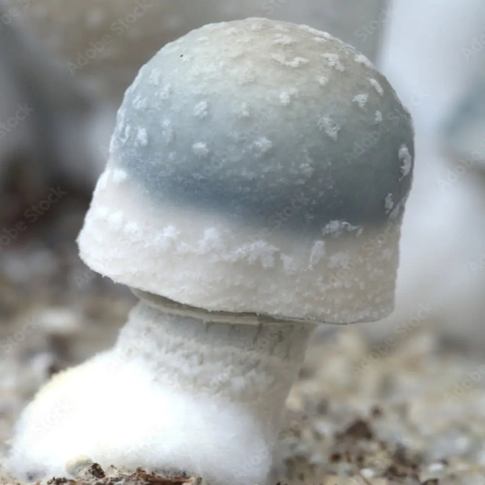 B.A.P.E. Mushroom  Mycotopia