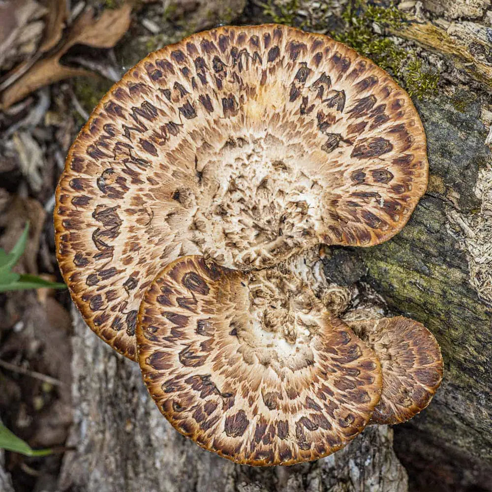 Pheasant Back Mushroom  Mycotopia