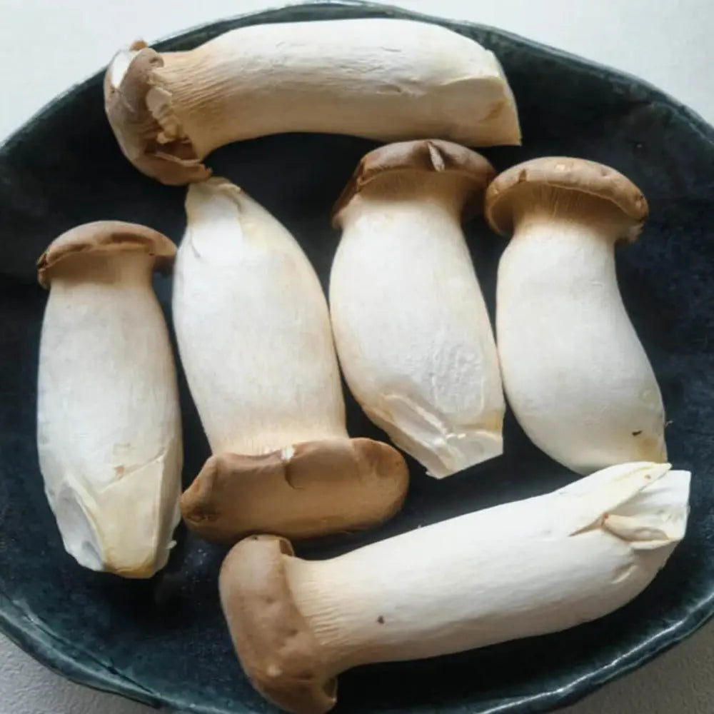 Korean Oyster Mushroom.  Mycotopia