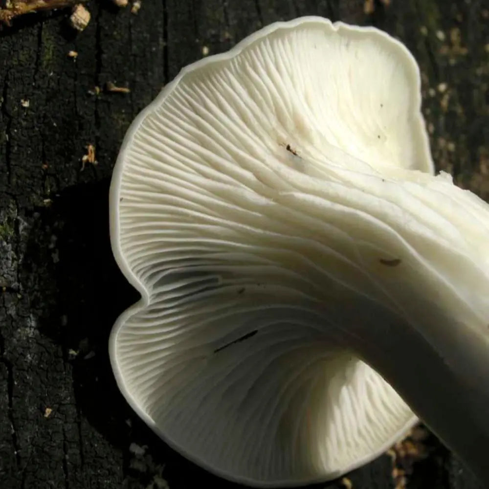 Veiled Oyster.  Mycotopia