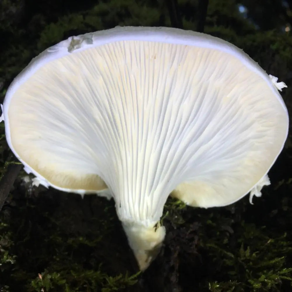 Veiled Oyster.  Mycotopia