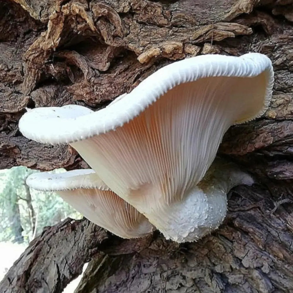 Veiled Oyster.  Mycotopia