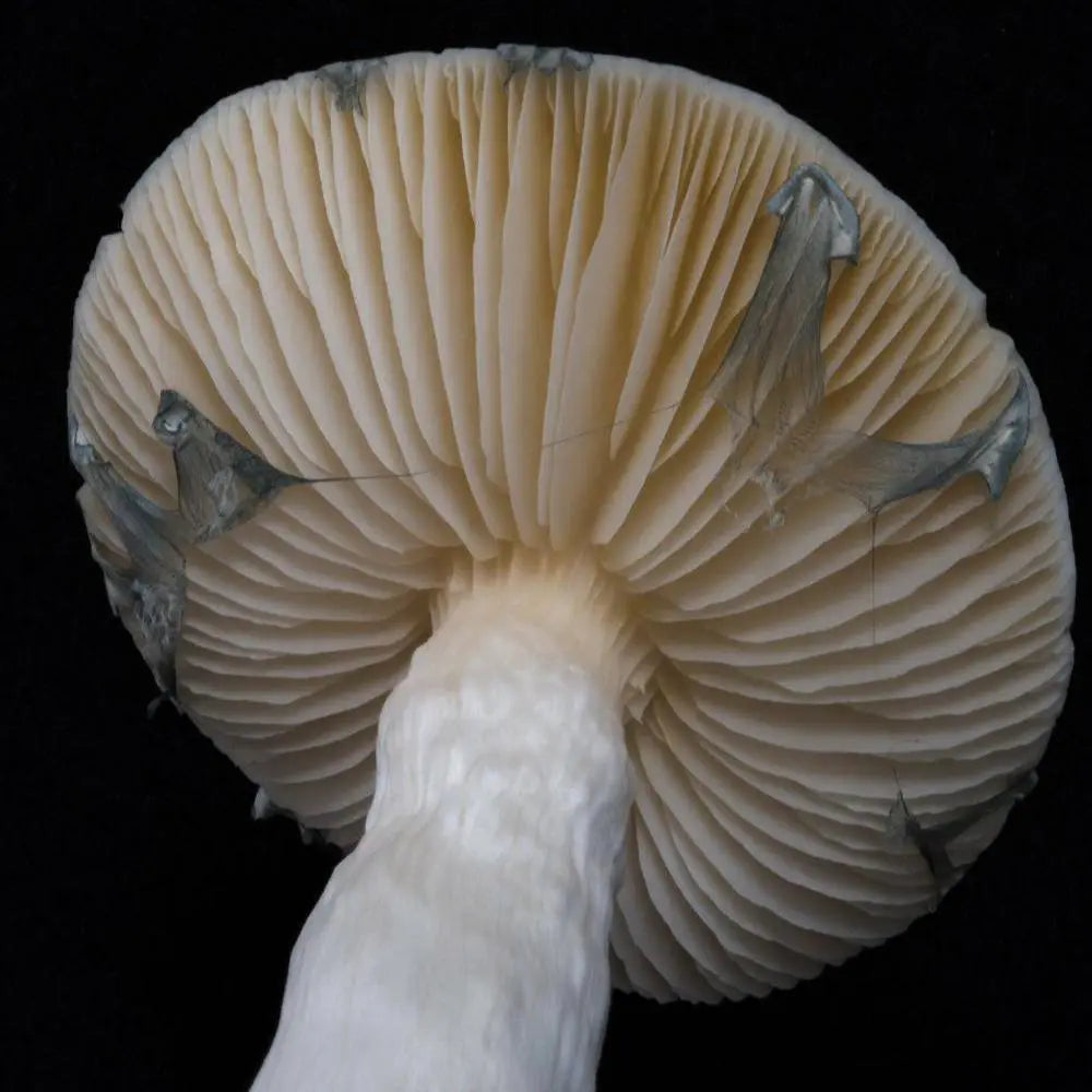 Volanspateria Mushroom.  Mycotopia