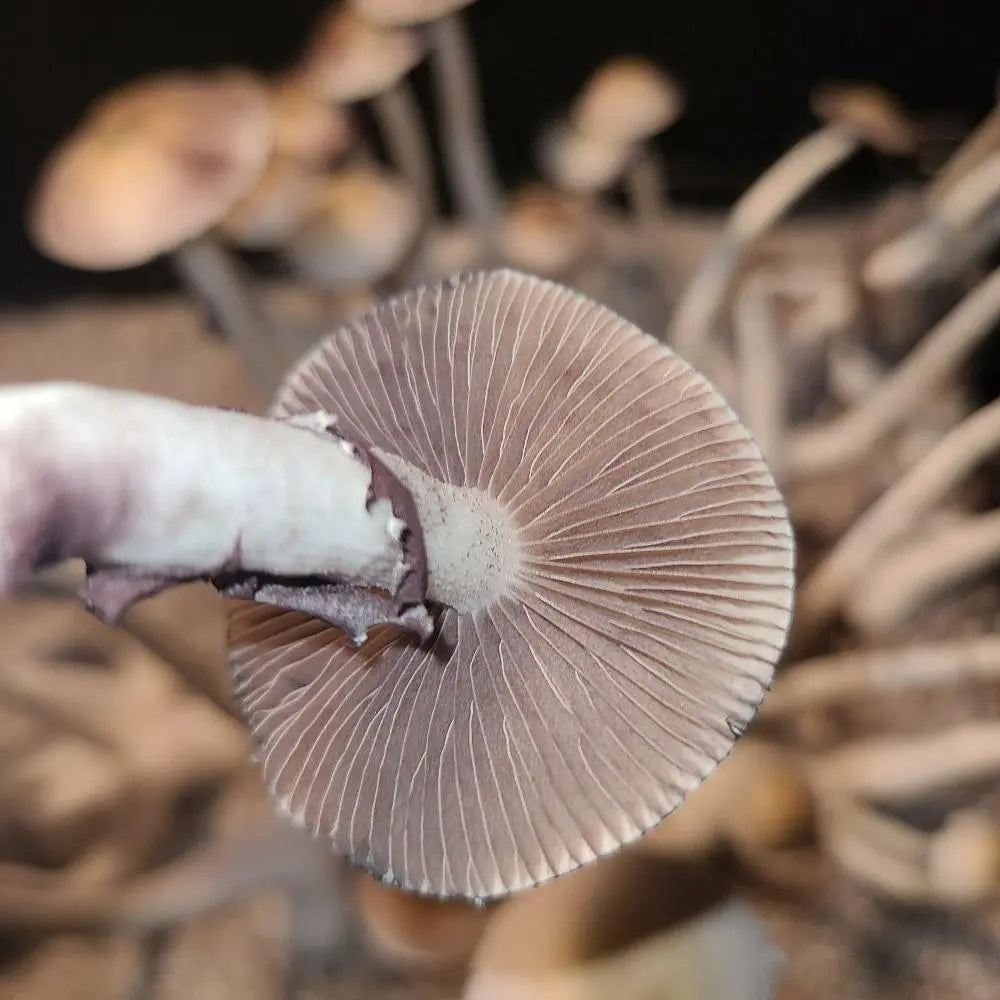 Volanspateria Mushroom.  Mycotopia