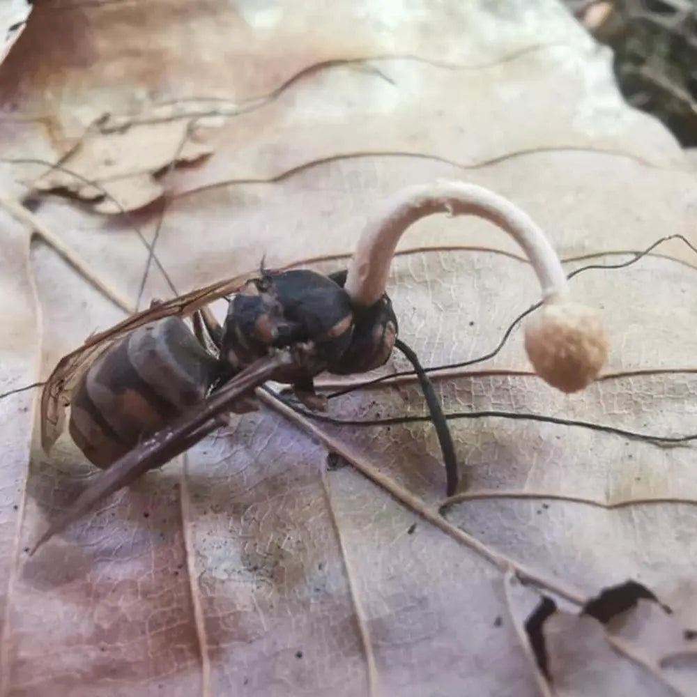 Wasp Cordyceps Mushroom.  Mycotopia