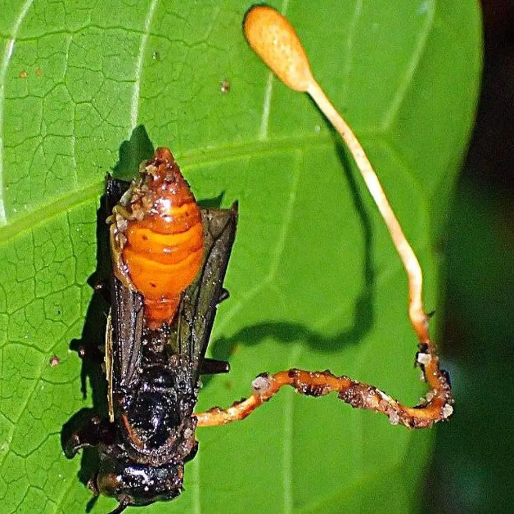 Wasp Cordyceps Mushroom.  Mycotopia