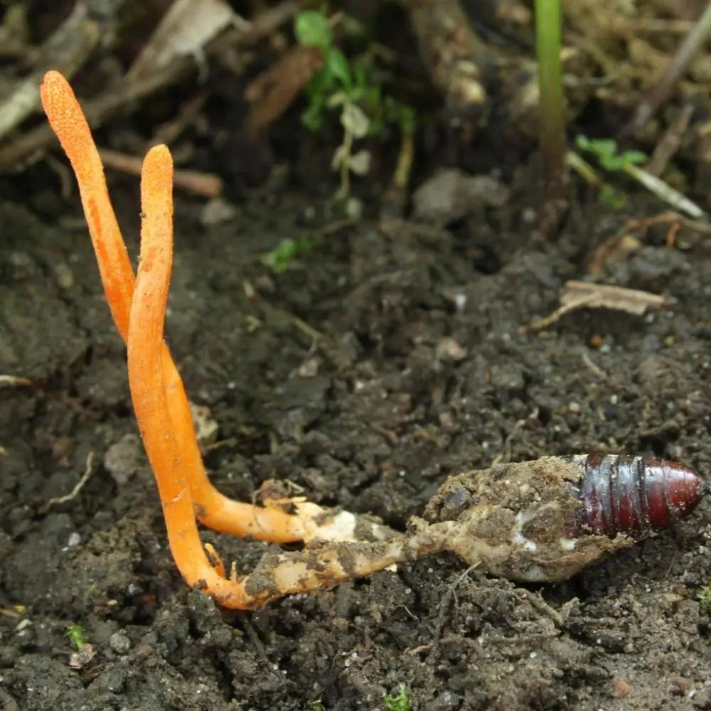 Wasp Cordyceps Mushroom.  Mycotopia