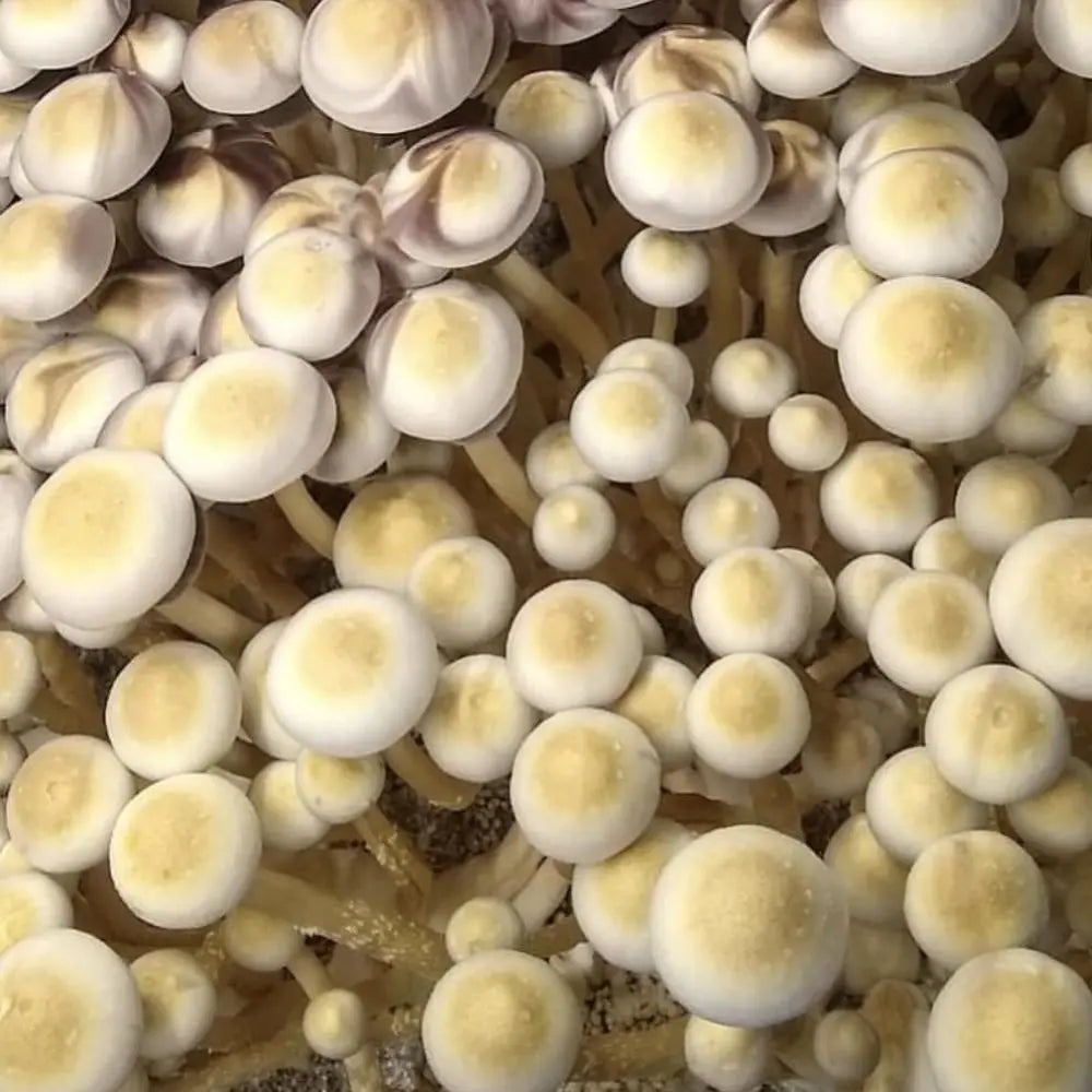 White Teachers.  Mycotopia