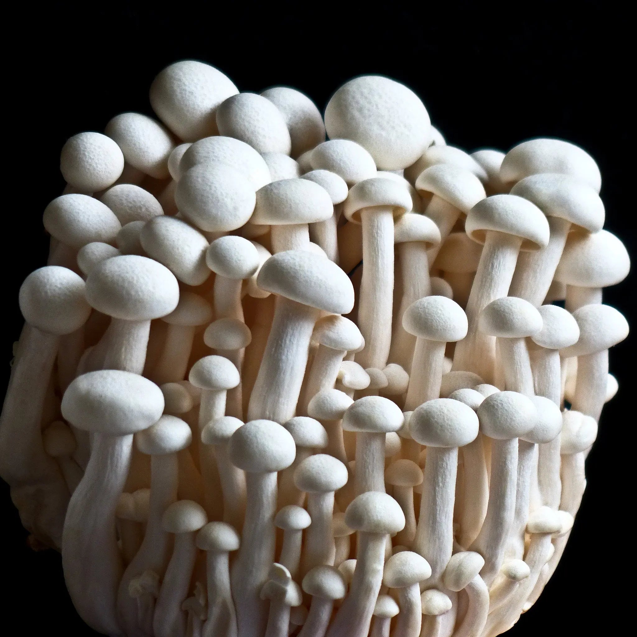 White Beech Mushroom.  Mycotopia