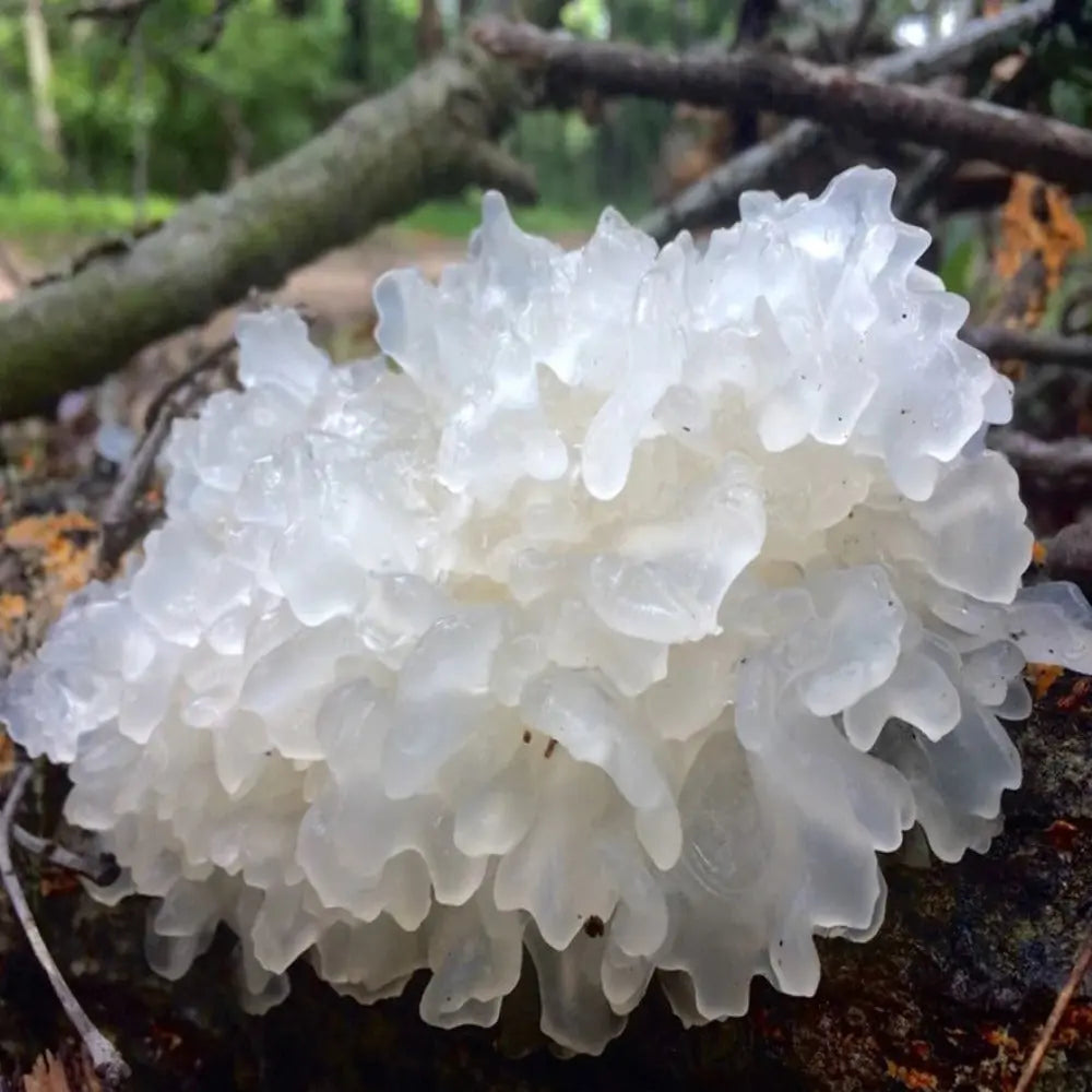 Snow Fungus Mushroom  Mycotopia