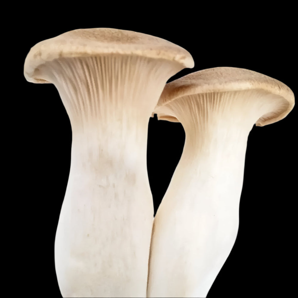 White Ferula Mushroom  Mycotopia