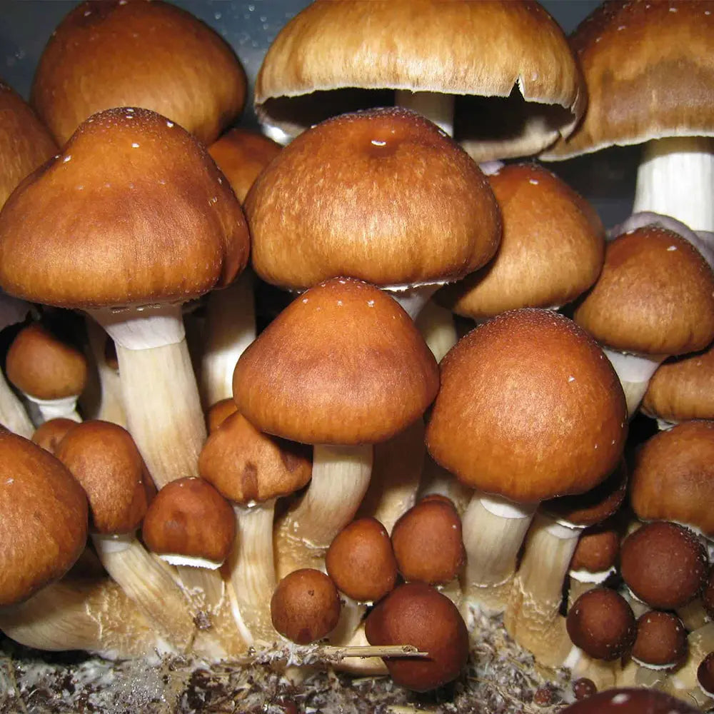 Wikidzon Mushroom  Mycotopia