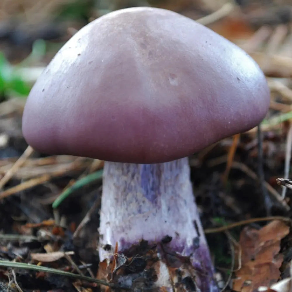 Blewit Mushroom  Mycotopia