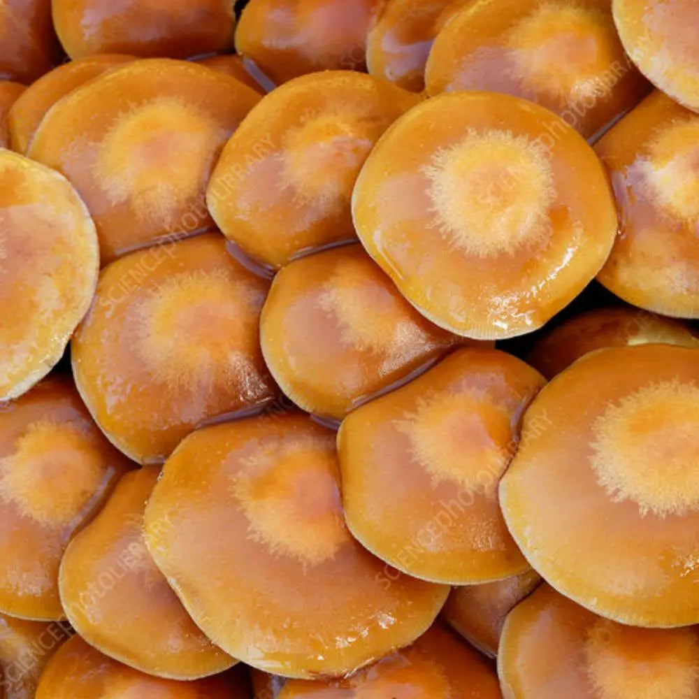 Wood Tuft Mushroom.  Mycotopia