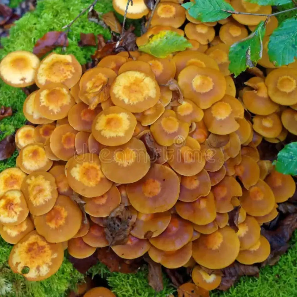 Wood Tuft Mushroom.  Mycotopia