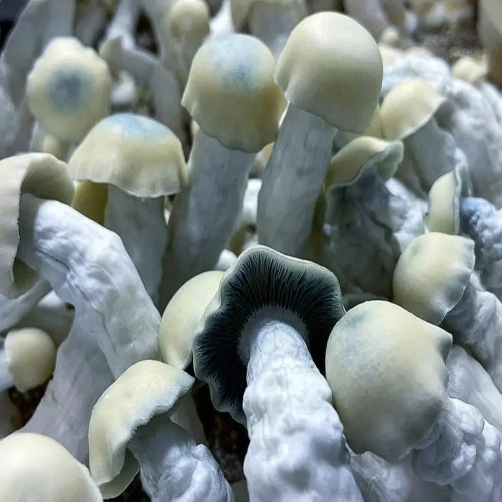 Albino Yeti cross with PE6 Mushroom.  Mycotopia