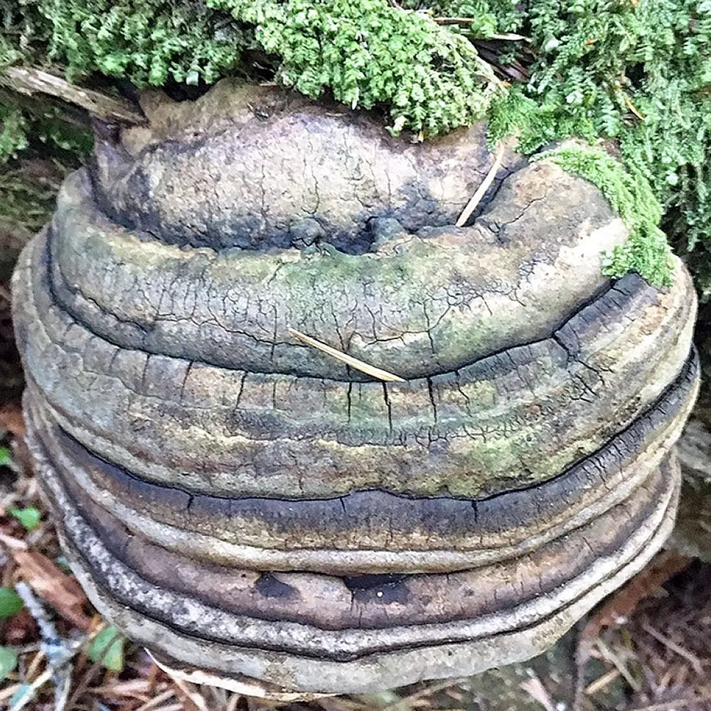 Agarikon Mushroom.  Mycotopia