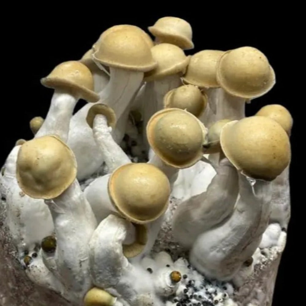 DC Mak 529 Mushroom  Mycotopia